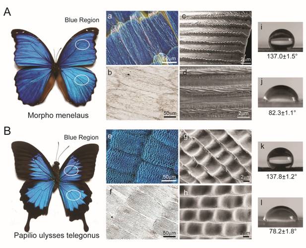 D:/Figs for manuscript/fig/201806 ACS NANO正式投稿/Figures 20180614/Figures/Figure 1.jpg